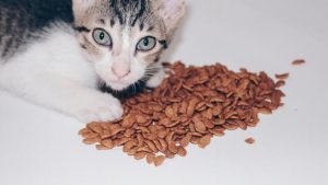 4 Makanan Kucing agar Cepat Gemuk Terbarik 2022