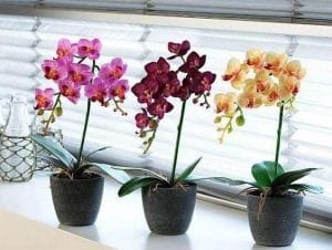 3 Tanaman Hias yang Minim Penyiraman 3 Tanaman Hias yang Minim Penyiraman