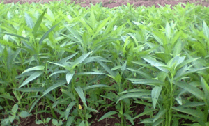 3 Tanaman Mudah untuk Pemula yang Hendak Berkebun di Rumah